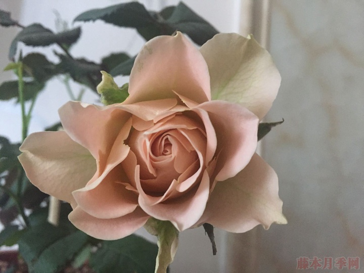 心之牵绊 心之牵绊