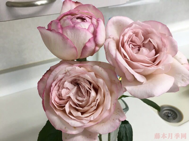 伊芙沙漠玫瑰 伊芙沙漠玫瑰