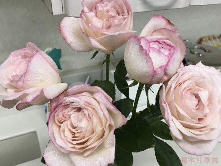 伊芙沙漠玫瑰 伊芙沙漠玫瑰
