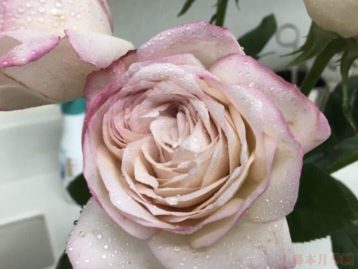 伊芙沙漠玫瑰 伊芙沙漠玫瑰