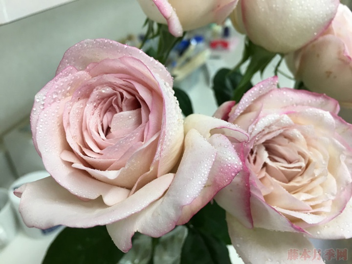 伊芙沙漠玫瑰 伊芙沙漠玫瑰