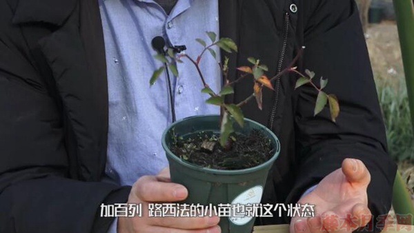 月季弱苗怎么处理?具体扶壮方法如下! 月季弱苗怎么处理?具体扶壮方法如下!