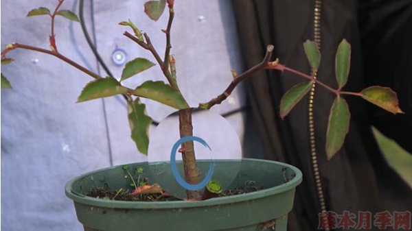 月季弱苗怎么处理?具体扶壮方法如下! 月季弱苗怎么处理?具体扶壮方法如下!