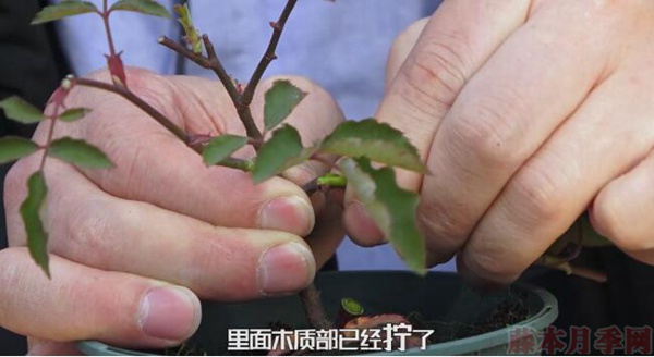 月季弱苗怎么处理?具体扶壮方法如下! 月季弱苗怎么处理?具体扶壮方法如下!