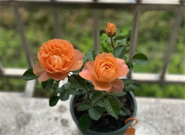 新手朋友养月季,要注意这3点 新手朋友养月季,要注意这3点