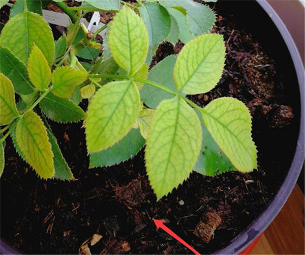 新手朋友养月季,要注意这3点 新手朋友养月季,要注意这3点