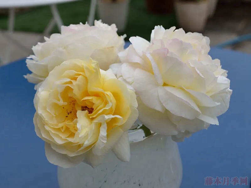 朱丽特·格蕾科 朱丽特·格蕾科