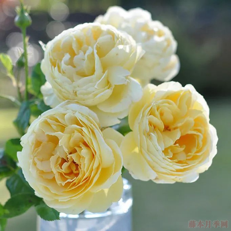 朱丽特·格蕾科 朱丽特·格蕾科