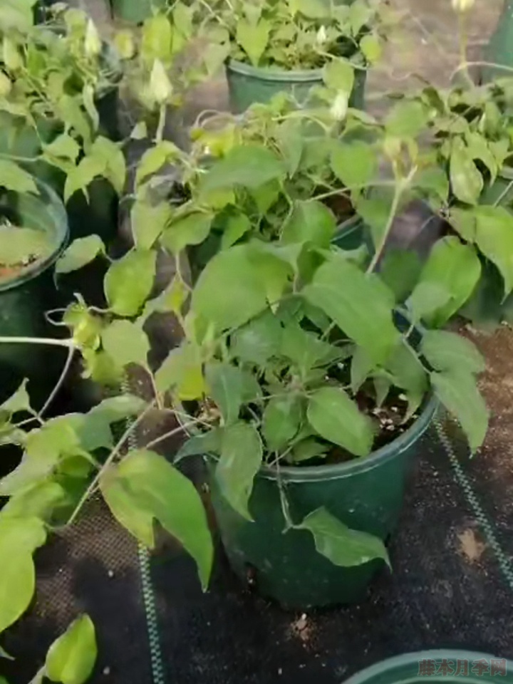铁线莲和月季一起种植会更配哦 铁线莲和月季一起种植会更配哦
