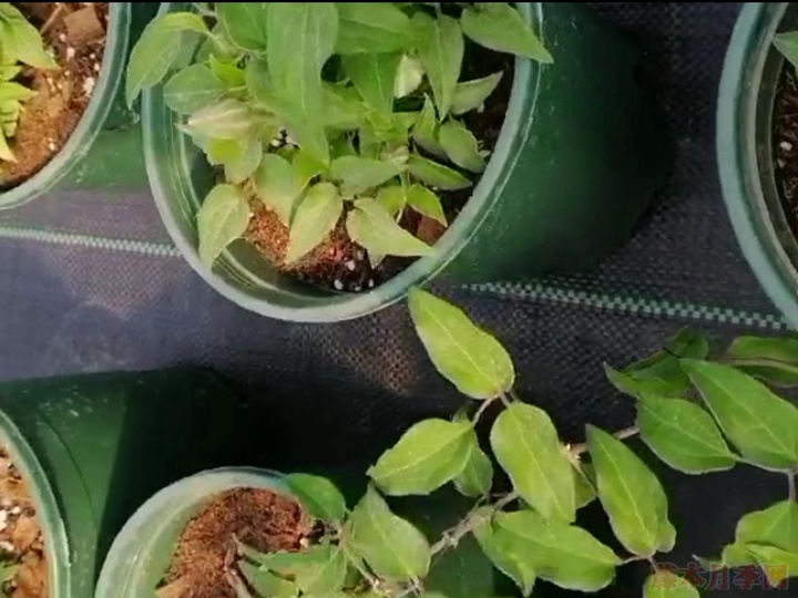铁线莲和月季一起种植会更配哦 铁线莲和月季一起种植会更配哦