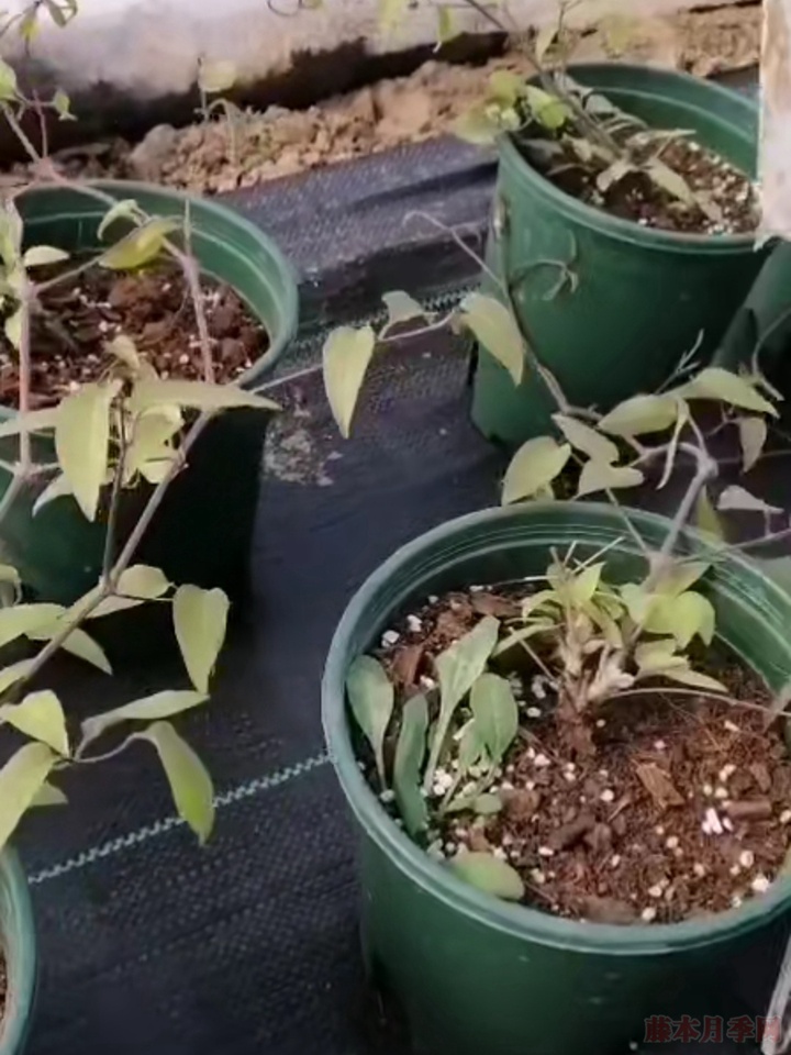 铁线莲和月季一起种植会更配哦 铁线莲和月季一起种植会更配哦