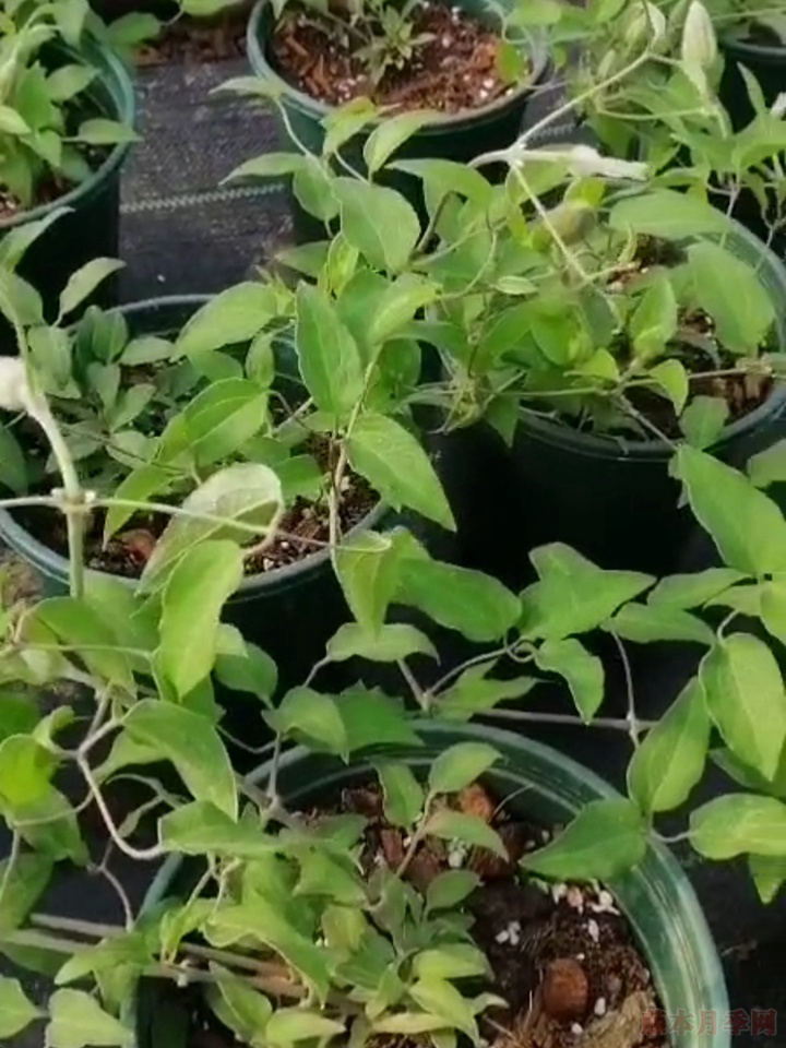 铁线莲和月季一起种植会更配哦 铁线莲和月季一起种植会更配哦