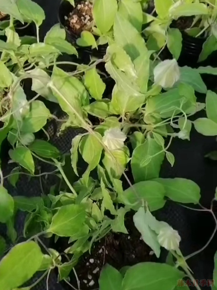 铁线莲和月季一起种植会更配哦 铁线莲和月季一起种植会更配哦