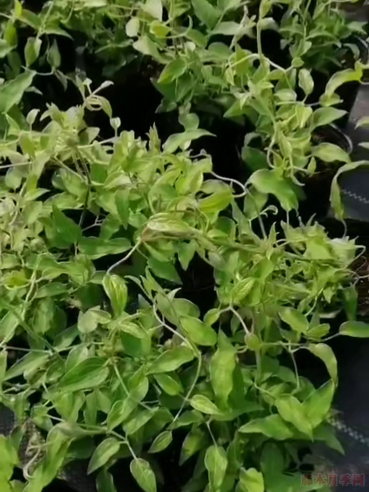 铁线莲和月季一起种植会更配哦 铁线莲和月季一起种植会更配哦