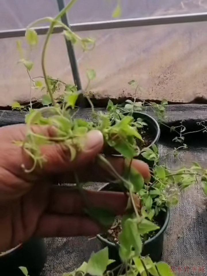 铁线莲和月季一起种植会更配哦 铁线莲和月季一起种植会更配哦