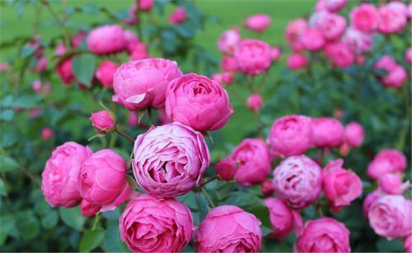 月季什么时候抹芽,怎么抹? 月季什么时候抹芽,怎么抹?