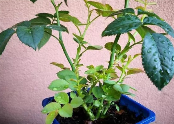 月季什么时候抹芽,怎么抹? 月季什么时候抹芽,怎么抹?
