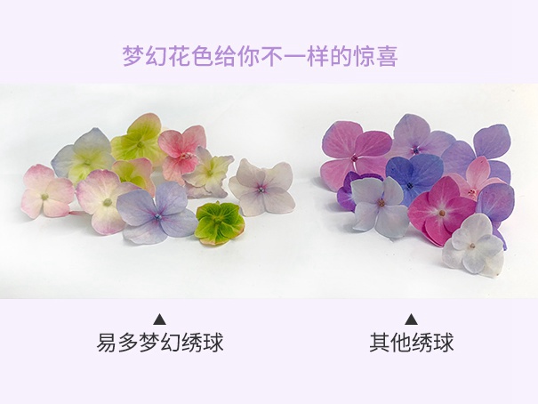 易多梦幻 易多梦幻