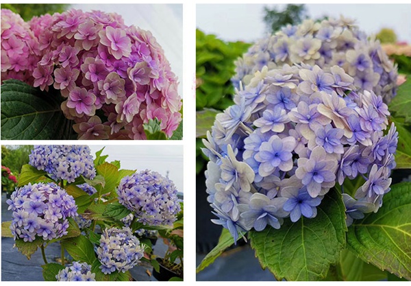 花手鞠 花手鞠