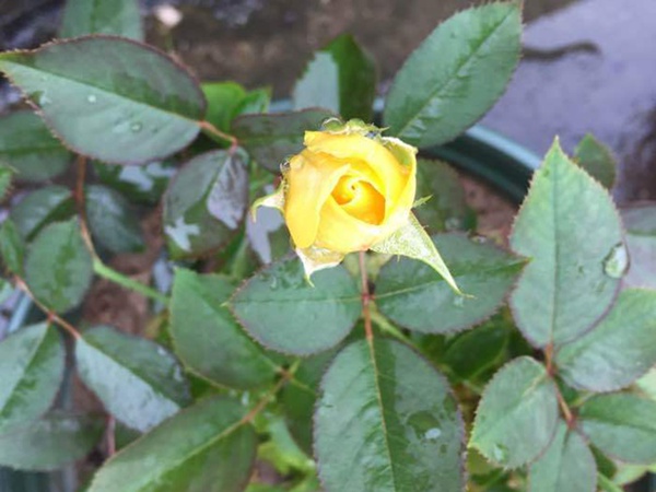 大键琴 大键琴
