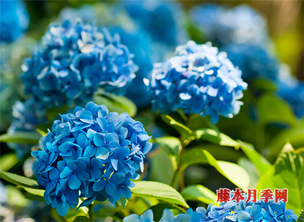绣球能开多少花?数数顶部就知道了 绣球能开多少花?数数顶部就知道了
