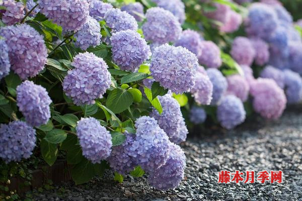 绣球能开多少花?数数顶部就知道了 绣球能开多少花?数数顶部就知道了