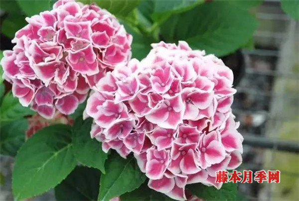 绣球能开多少花?数数顶部就知道了 绣球能开多少花?数数顶部就知道了