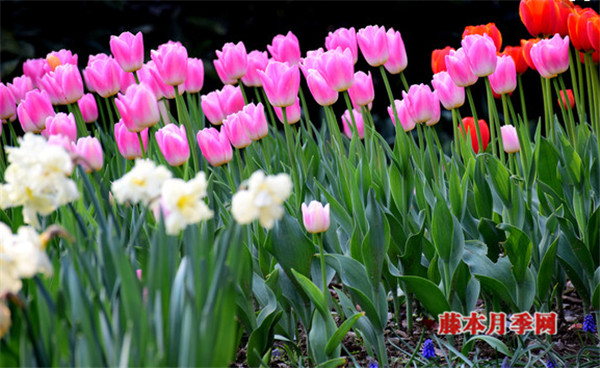 如何让郁金香、洋水仙花期变长? 如何让郁金香、洋水仙花期变长?
