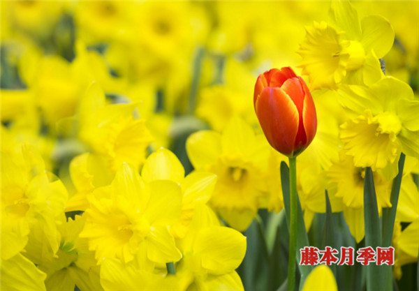 如何让郁金香、洋水仙花期变长? 如何让郁金香、洋水仙花期变长?