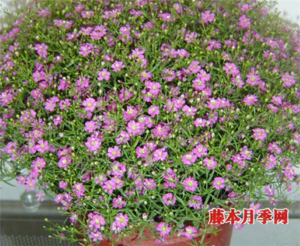 好看又好养,能开上千朵花的花卉——满天星 好看又好养,能开上千朵花的花卉——满天星