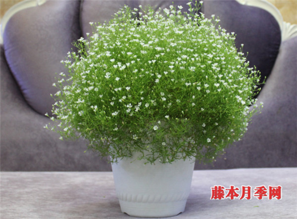好看又好养,能开上千朵花的花卉——满天星 好看又好养,能开上千朵花的花卉——满天星