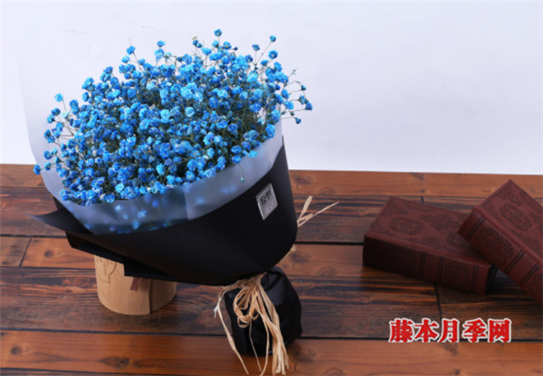 好看又好养,能开上千朵花的花卉——满天星 好看又好养,能开上千朵花的花卉——满天星