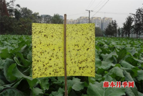 防治花卉虫害,可以试下挂黄板 防治花卉虫害,可以试下挂黄板