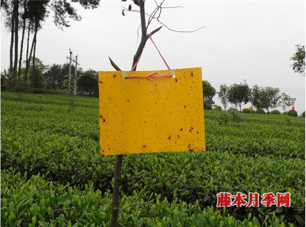 防治花卉虫害,可以试下挂黄板 防治花卉虫害,可以试下挂黄板