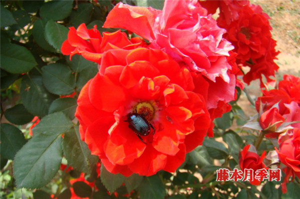月季早春病虫害防治注意事项 月季早春病虫害防治注意事项