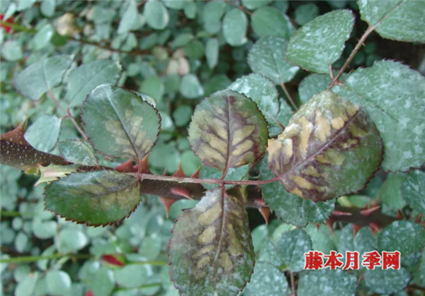 月季早春病虫害防治注意事项 月季早春病虫害防治注意事项