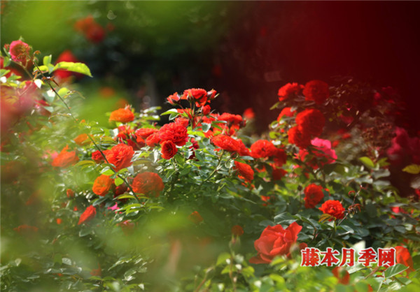 月季早春病虫害防治注意事项 月季早春病虫害防治注意事项