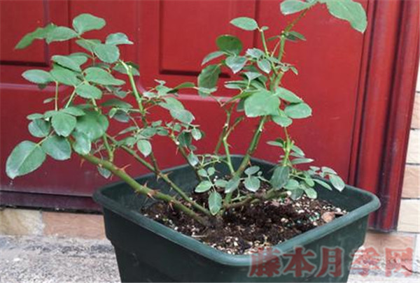 10个花友9个问,牙签苗怎么才能开爆盆? 10个花友9个问,牙签苗怎么才能开爆盆?