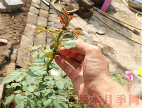 10个花友9个问,牙签苗怎么才能开爆盆? 10个花友9个问,牙签苗怎么才能开爆盆?