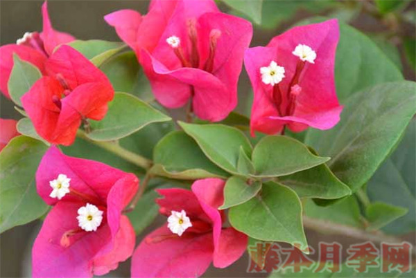 三角梅怎么快速开花,用上这三招你也可以 三角梅怎么快速开花,用上这三招你也可以