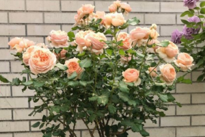 不垂头“真宙”种植攻略，这2点养殖技巧需掌握