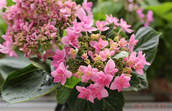 你我的浪漫 月季花下面可以种什么花