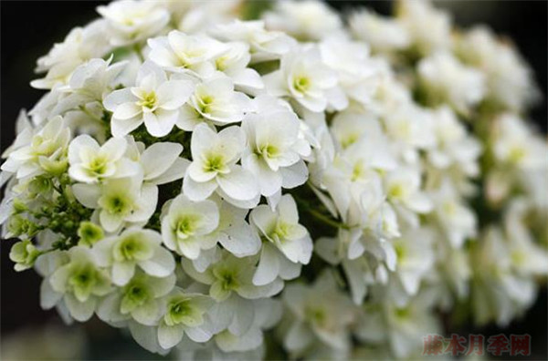 雪花 雪花
