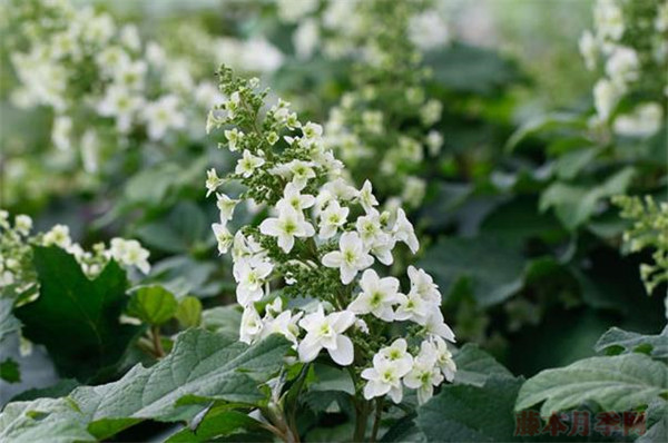 雪花 雪花