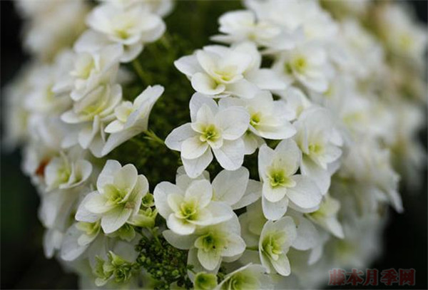 雪花 雪花