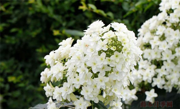 雪花 雪花