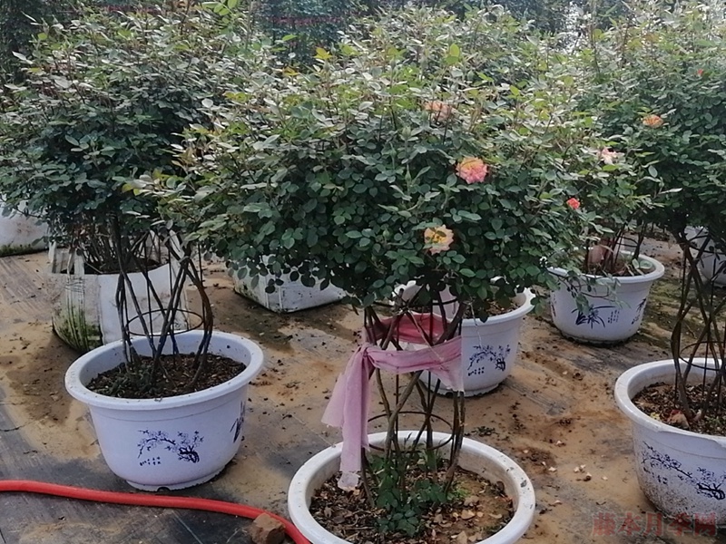 月季花球 月季花球