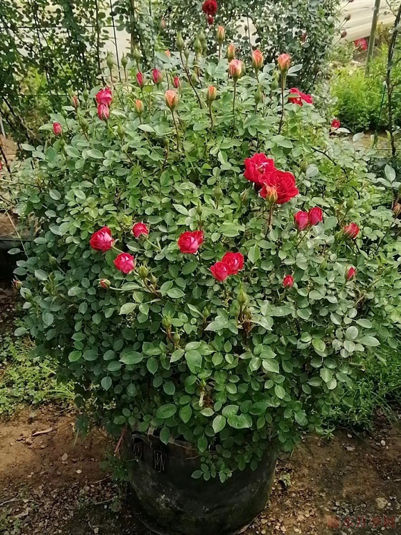 月季花球 月季花球
