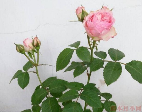 智慧女神 智慧女神