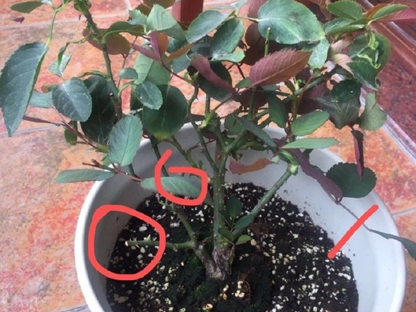 月季修剪养护过程中容易犯的错误 月季修剪养护过程中容易犯的错误